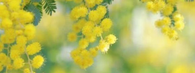 MIMOZAさんの壁紙画像