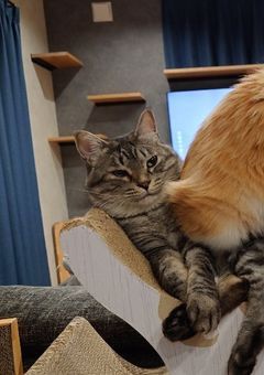 鉱物、生物の写真