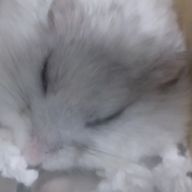 すもすもすーさんのアイコン画像