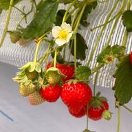 さむり🥣️✒️🎶さんのアイコン画像