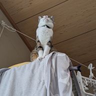 こは　🍑  🎸＆🦊  🍑さんのアイコン画像