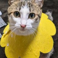 こは　🎸＆🦊＆🍏さんのアイコン画像