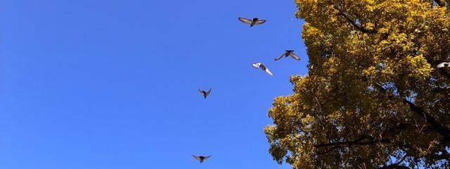 病月　TRPG発狂用さんの壁紙画像