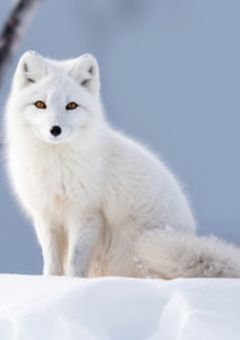  分 離 し た １２ つ の 色 .