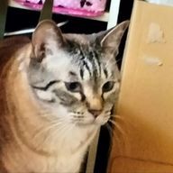  CATさんのアイコン画像