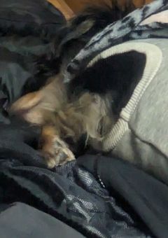 じゃがいもの誕生を祝う会