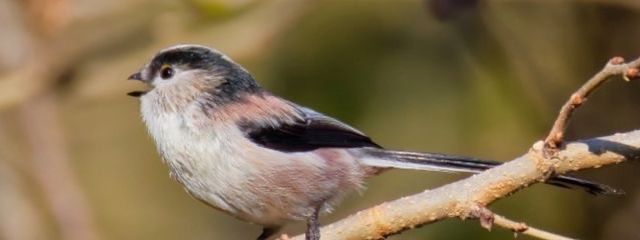 Rinaさんの壁紙画像