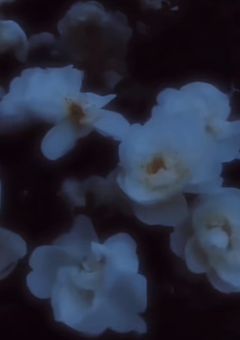 Petals on Canvas