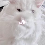 雫凪 まるる🎲🐿さんのアイコン画像