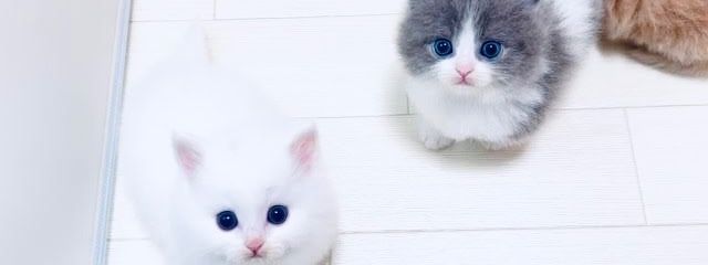 ルルさんの壁紙画像