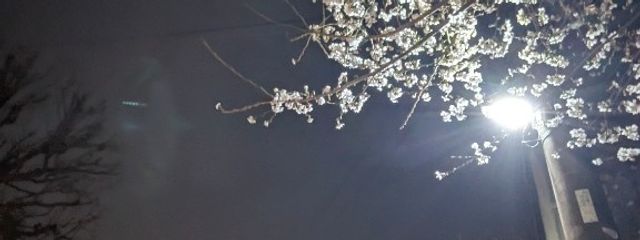 希さんの壁紙画像