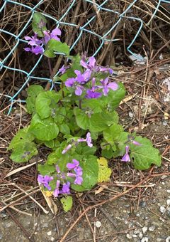 僕・私が天女様？！