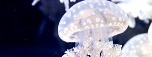 空海クラゲ(Soraumi Kurage)さんの壁紙画像