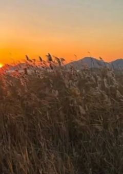 捨て犬拾ったら人間になった件 。