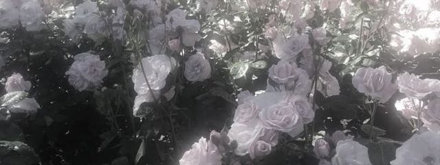 ゆめさんの壁紙画像