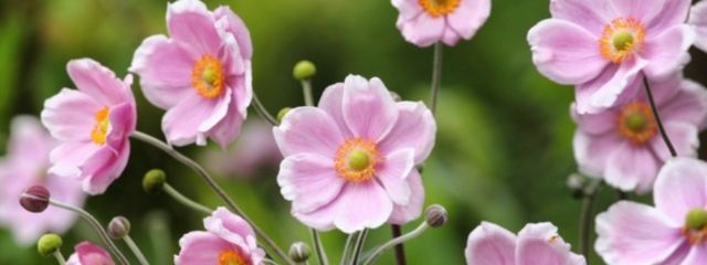 吾輩 は 馬鹿 で ある さんの壁紙画像