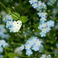 吾輩 は 馬鹿 で ある さんのアイコン画像