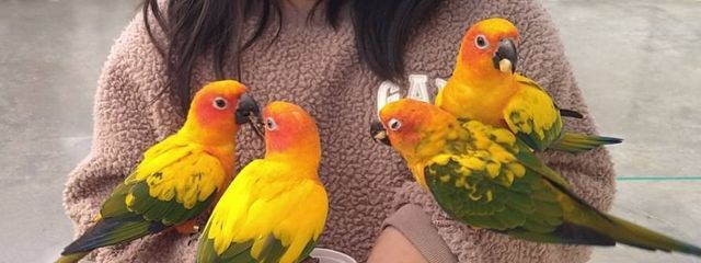 櫻季薙譜（さくらき なふ）さんの壁紙画像