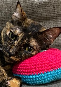 我が家の猫と犬をお見せしまする