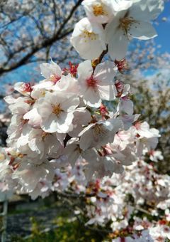 びじぱとメンバーのLINE＆インスタ見ない？