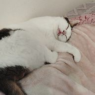 たむりんごさんのアイコン画像