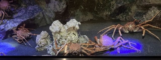 Makaさんの壁紙画像