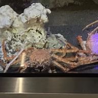 Makaさんのアイコン画像