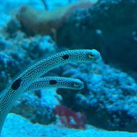 あじさんのアイコン画像