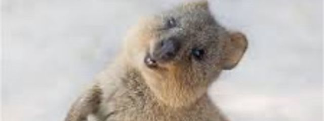 らぶじそんさんの壁紙画像