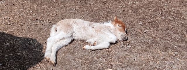 ウバさんの壁紙画像