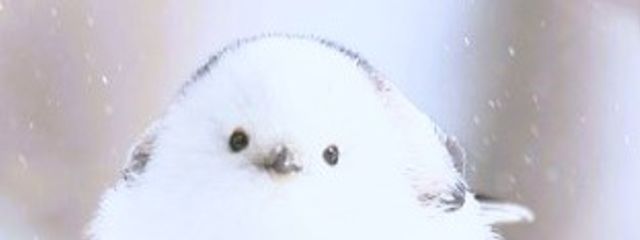 ゆい『活動休止』さんの壁紙画像