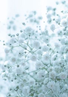 花の命は短くて