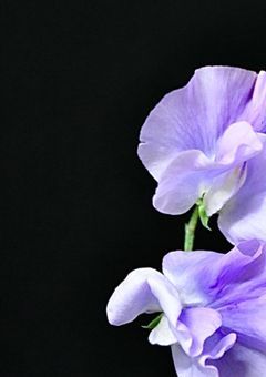 スイートピーの花言葉