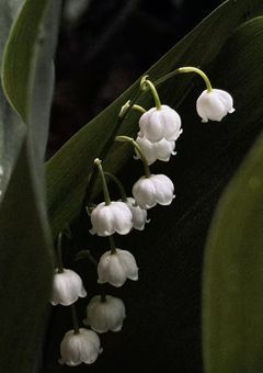 触れないで、恋