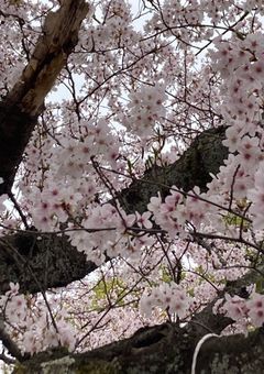 【活動記念】まやい主催！小説コンテストver2025