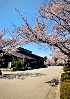 #桜満開の誕生日を迎えたい