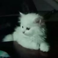 りるさんのアイコン画像