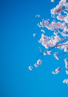 最期の春を、一緒に歩いて