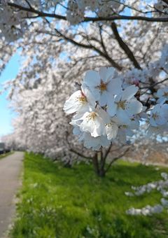 主の雑談と撮った写真の供養