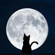 黒猫🐈⬛さんのアイコン画像