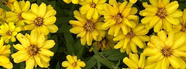 ふうかさんの壁紙画像