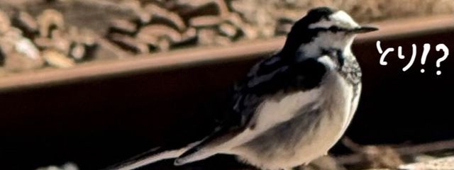 アメードンさんの壁紙画像