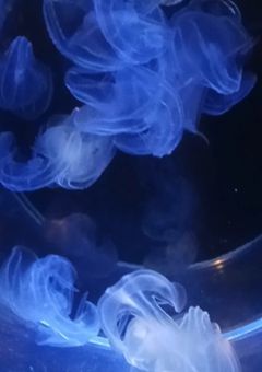 ◯◯家の人生は「音楽」から始まる。