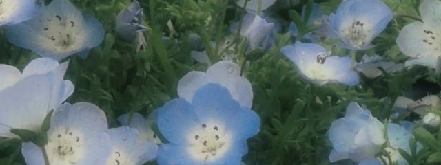 アイス🍨さんの壁紙画像