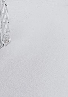 訳ありの俺、ヤクザにスカウトされました