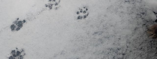 みう　🌠🎀🍏／🍃🌼🫧／🫐🍳さんの壁紙画像