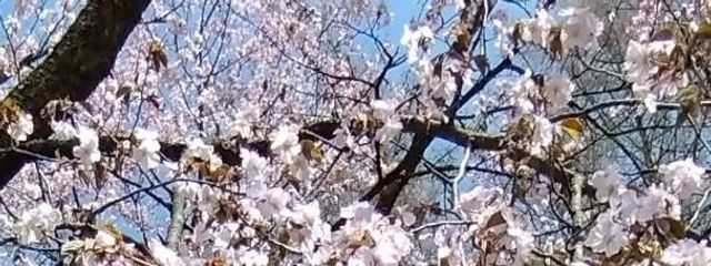 初音うみさんの壁紙画像