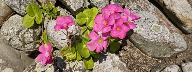 Lilieさんの壁紙画像