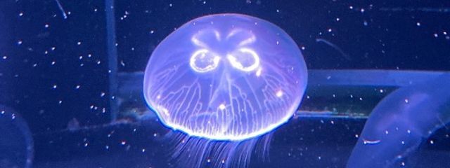 Temさんの壁紙画像