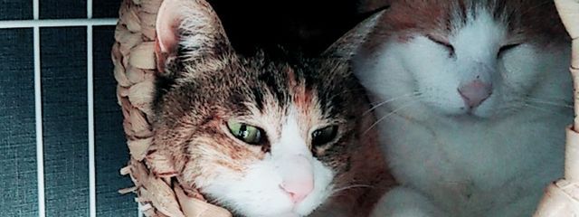 咲殺（さくや）#死にたがりさんの壁紙画像